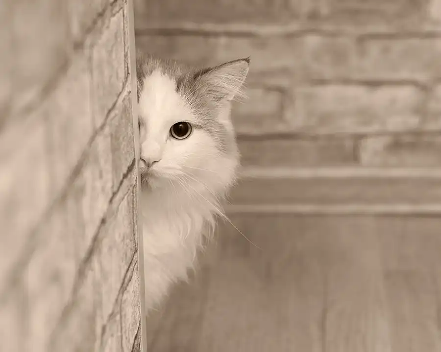 A cat peeks out from behind a wall. Is it hiding from you? Is it looking for you? No one knows.