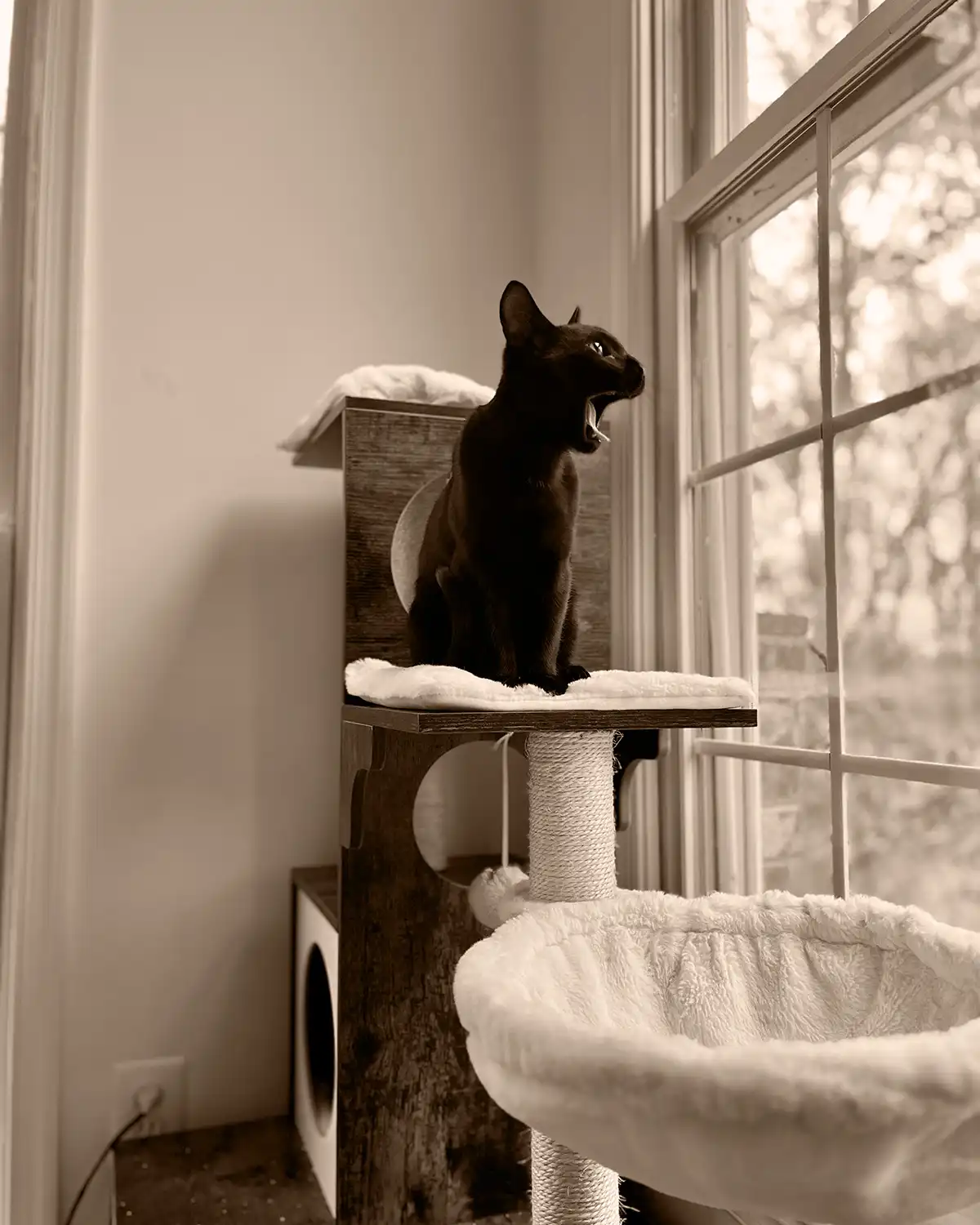 A black cat yawns while looking out a window. It looks like he's screaming excitedly.