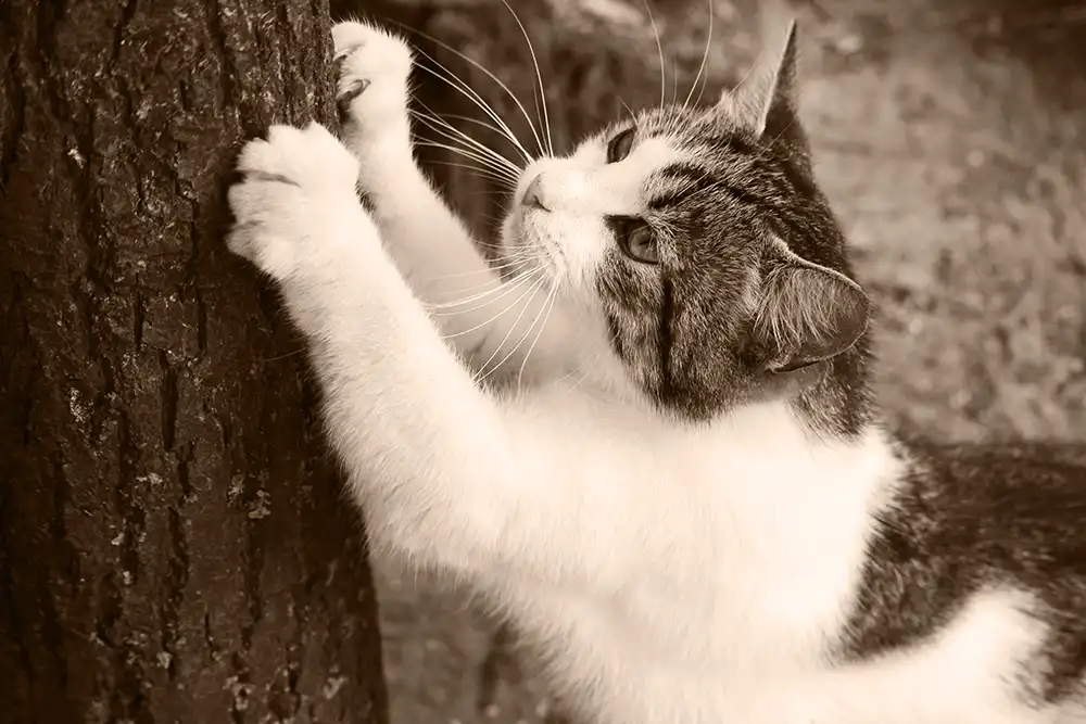 A cat scratching a tree.