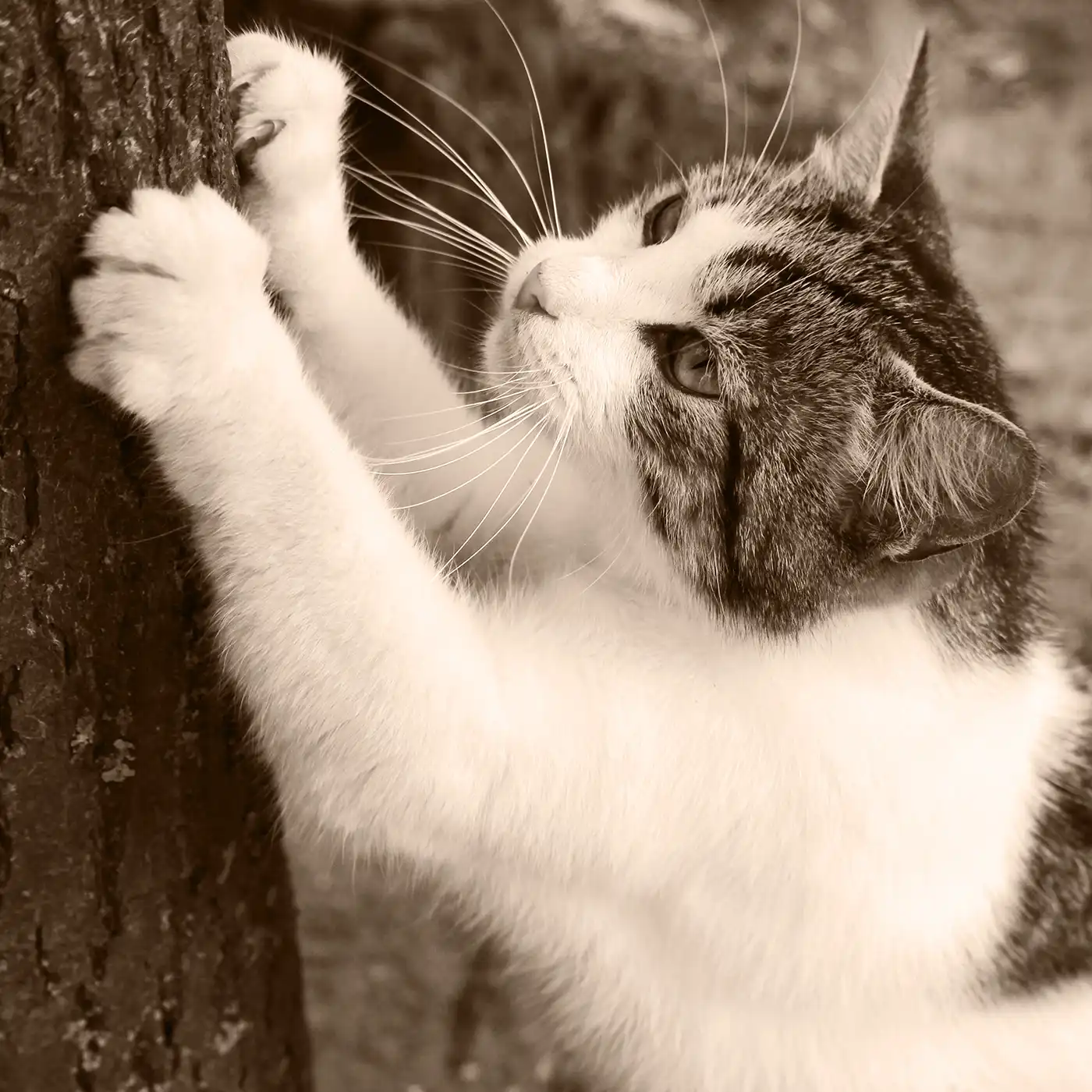 A cat scratching a tree.