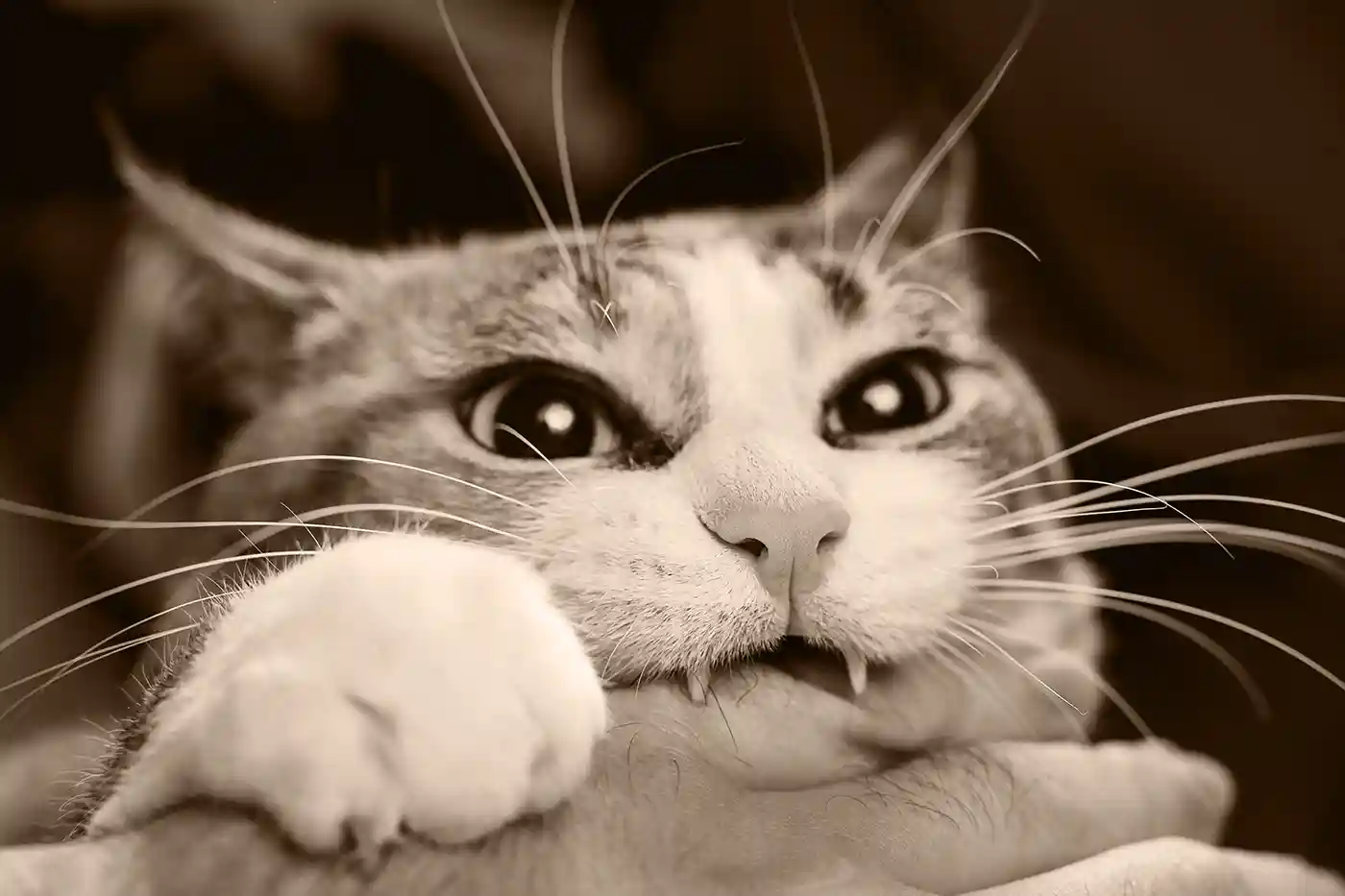 A cat bites a hand as a visual metaphor of a website killing a business.