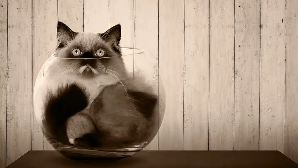 Fluffy cat squished awkwardly into a clear glass fishbowl. Cute, but not remotely functional.