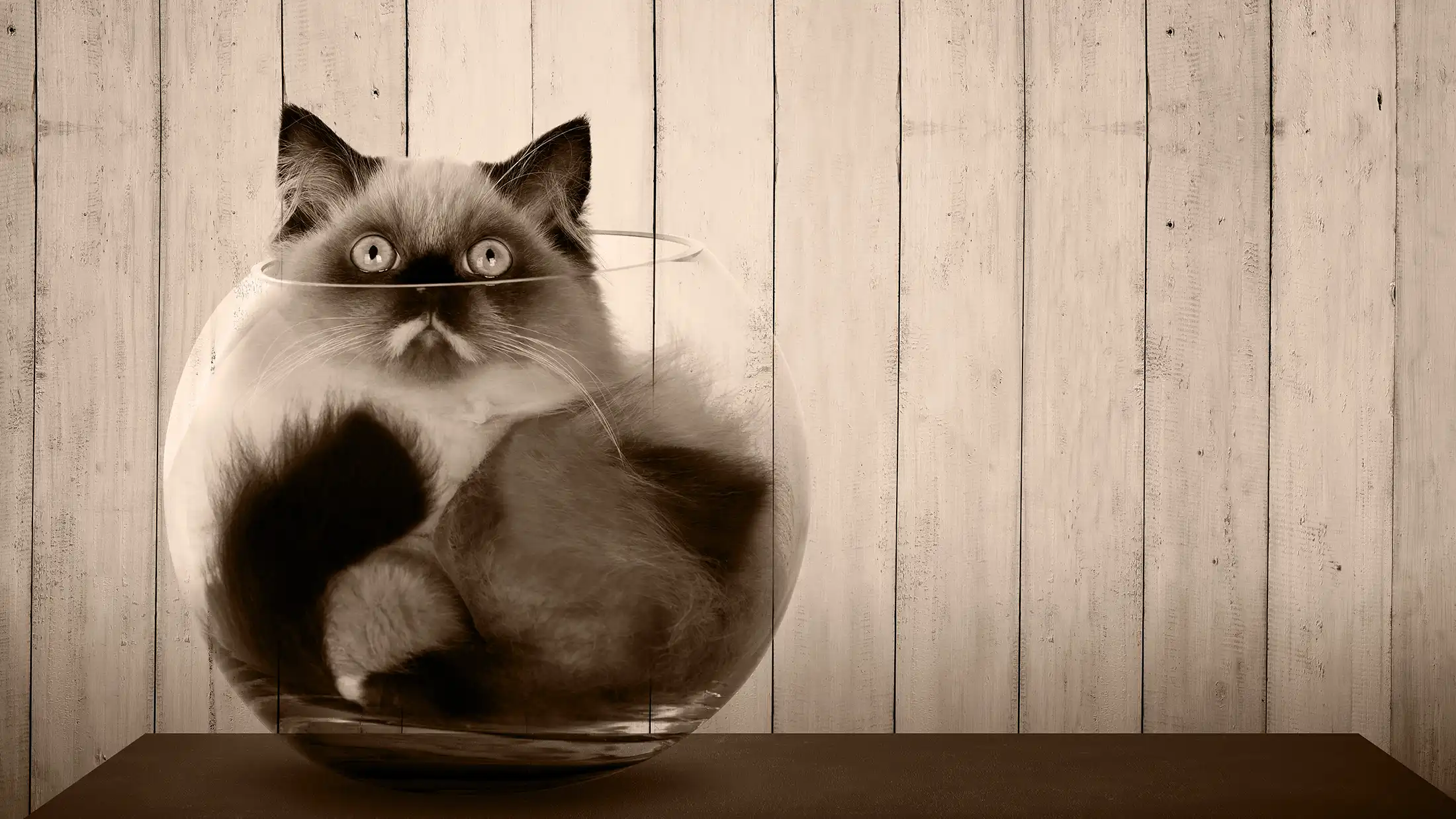 Fluffy cat squished awkwardly into a clear glass fishbowl. Cute, but not remotely functional.