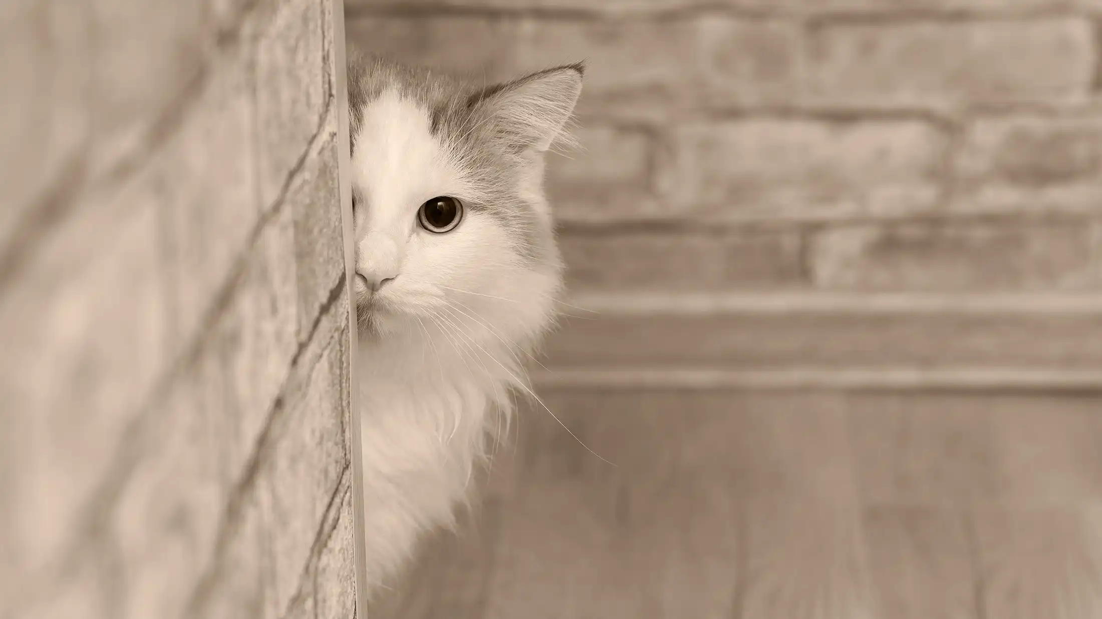Fluffy white cat peeking out from behind a wall, looking both shy and suspicious — like it knows its template is showing.
