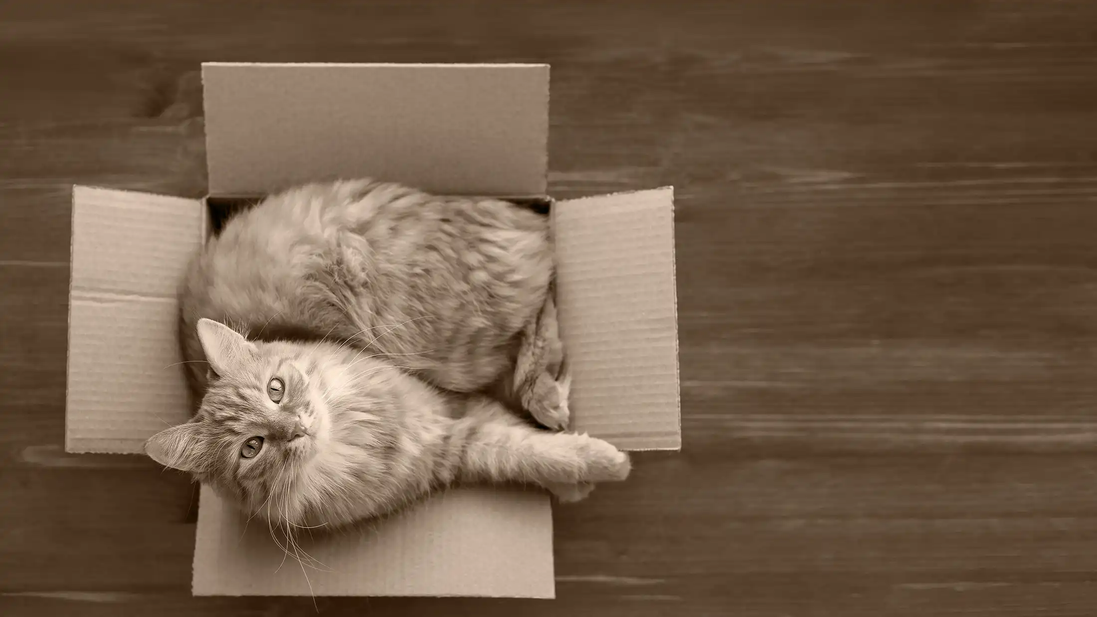 Fluffy cat snugly curled inside a small cardboard box, staring up with calm defiance — proof that fit matters more than flash.