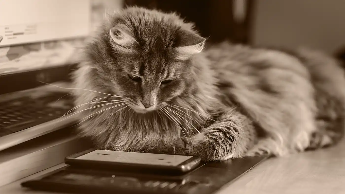 A cat looking at a smarphone.