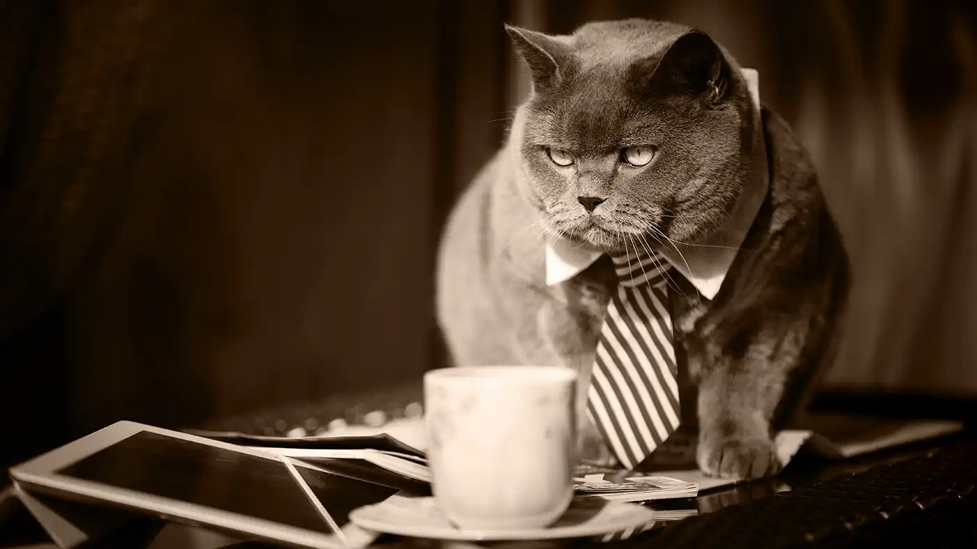 A fat, business cat wearing a necktie sits on a messy desk.