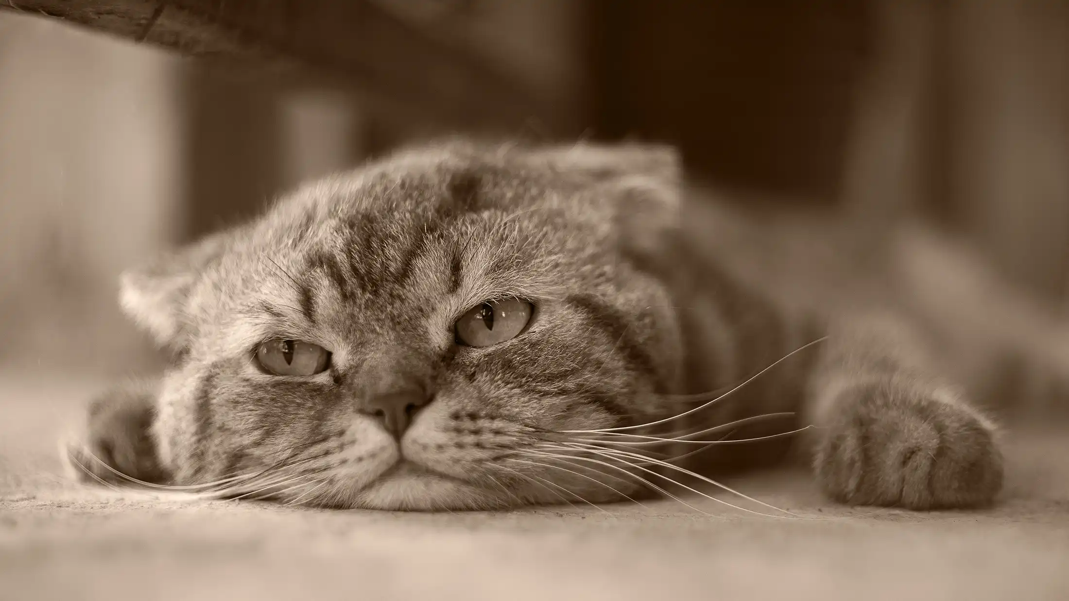 Gray tabby cat lying flat on the floor with half-closed eyes, looking bored and unimpressed.
