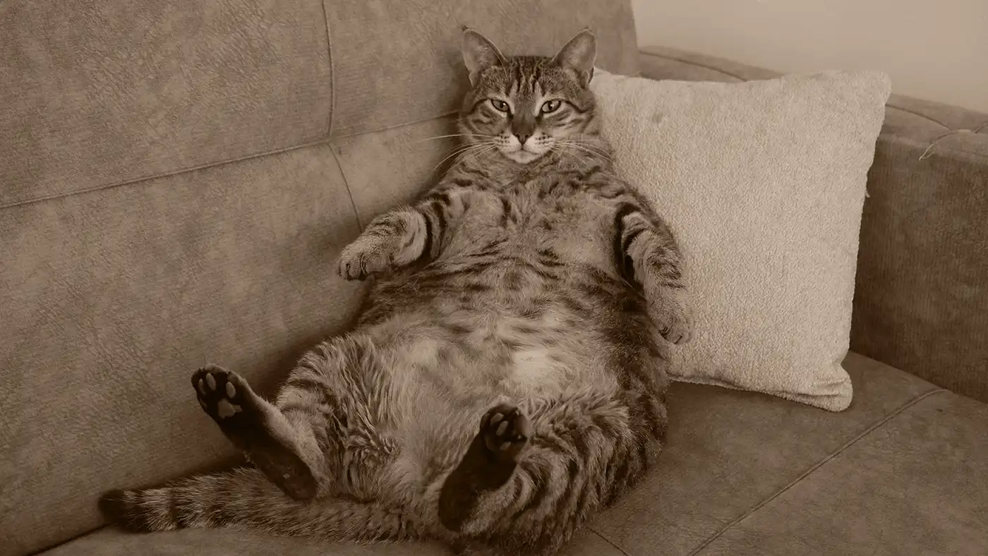 A fat cat lounging on a sofa. Represents a slow, heavy website.
