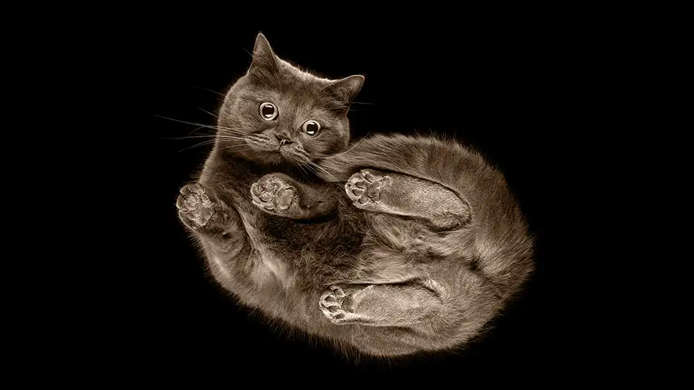 A view from below of a cat on glass looking down. It appears floating in black space.