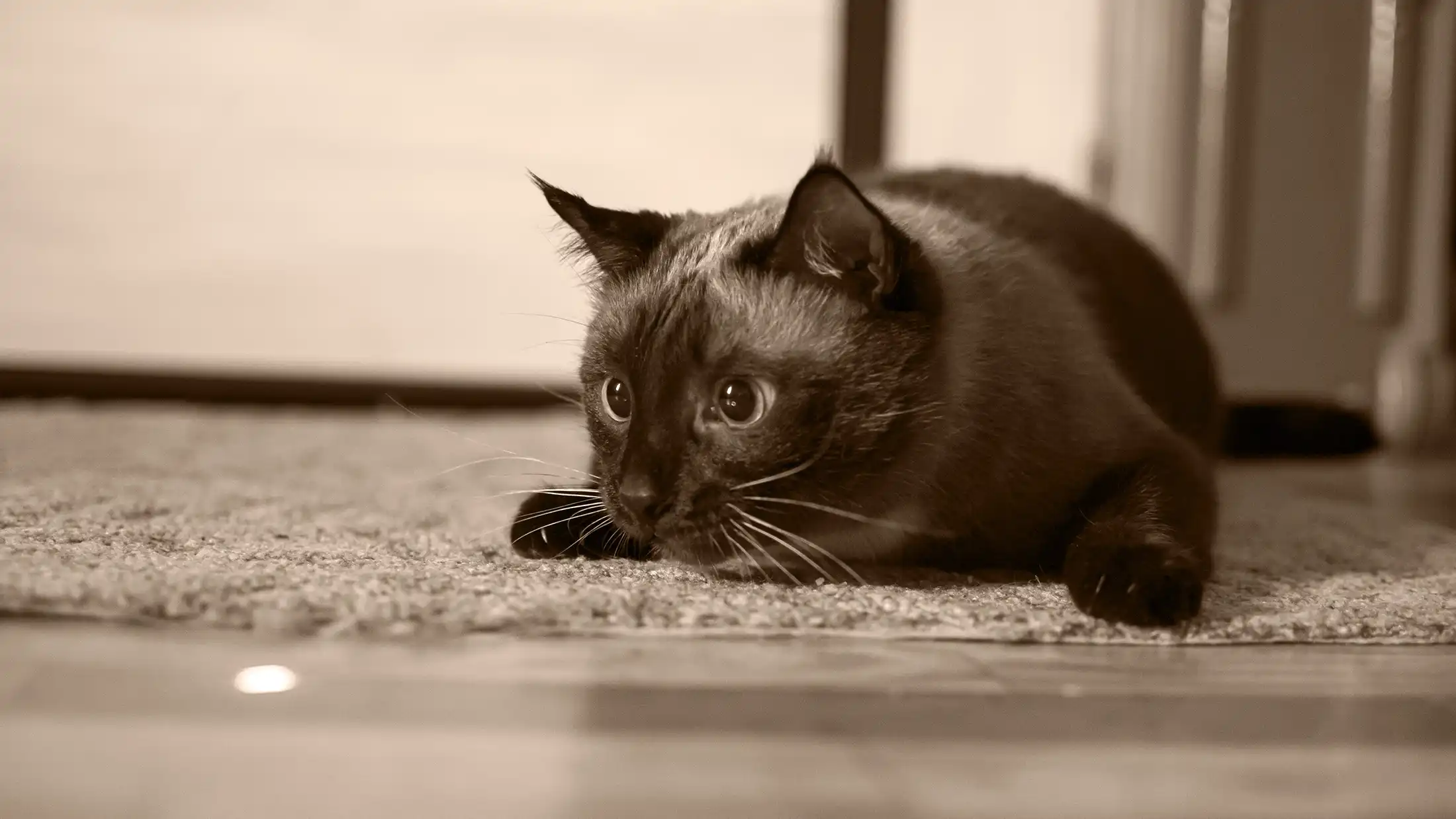 Cat crouched low to the ground, locked in on a small light dot on the floor like a furry little funnel-building sniper.