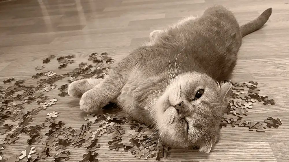 A cat stretched across loose puzzle pieces.