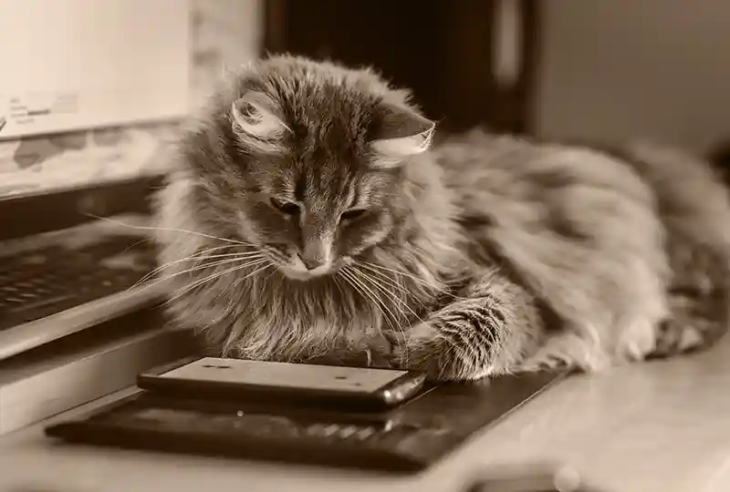 A cat looks at a mobile phone.