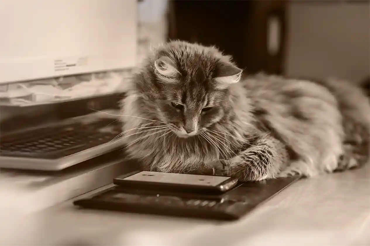 A cat looking at a smartphone.