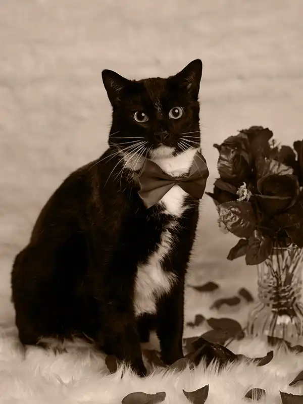 A cat wearing a bowtie sits next to a bouqet of roses. Represents a reminder for your brand to always look your best.