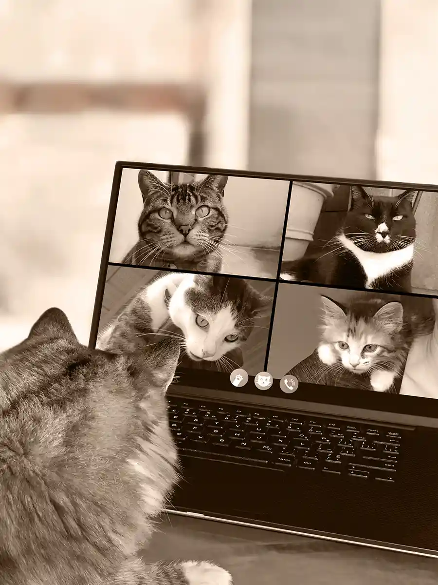 A cat looks at a laptop with four more cats on a video call.