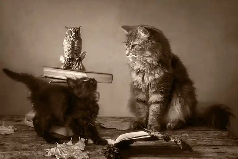 A kitten looks up at a cat with books in the background.