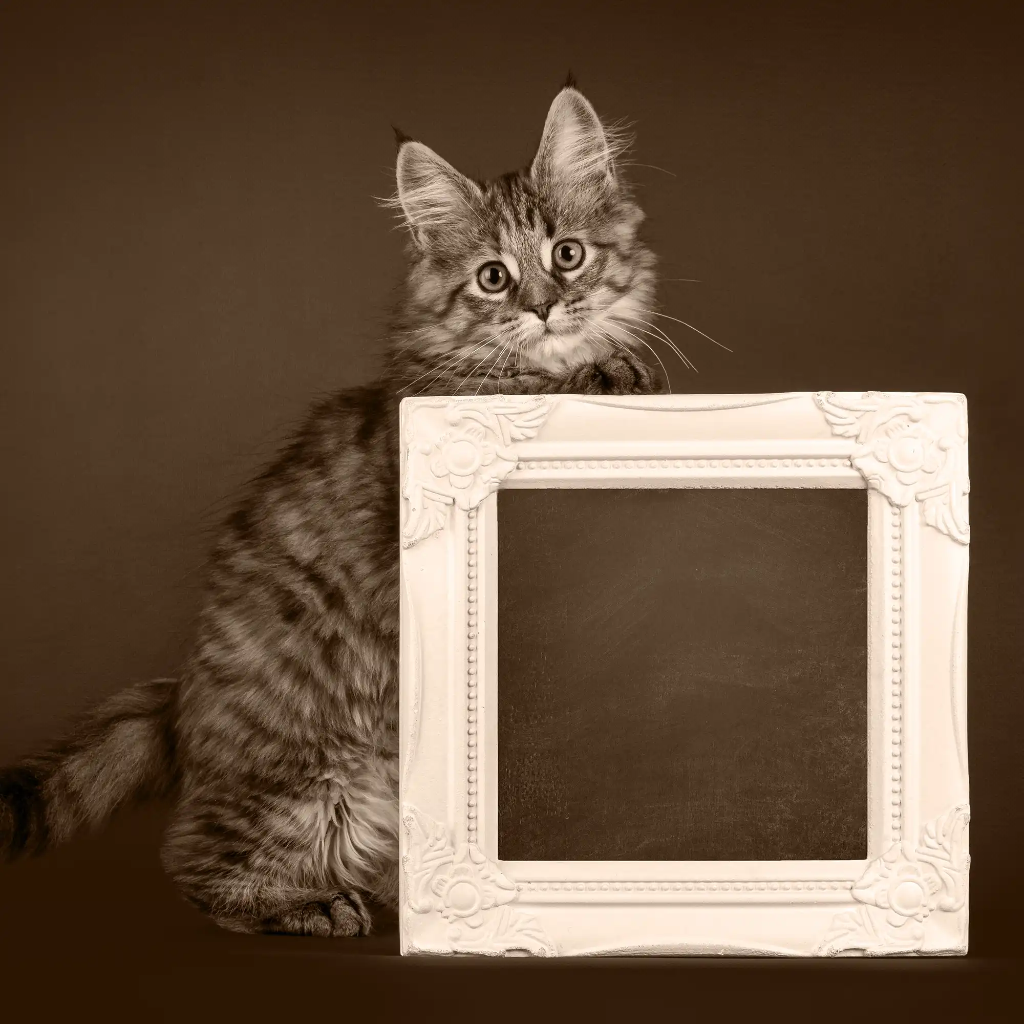 A kitten sits behind a picture frame