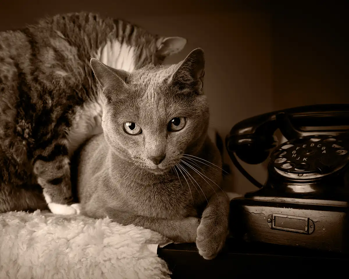 A cat laying down next to a rotary phone.