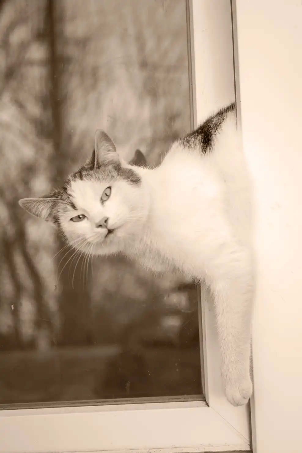 A cat is stuck in a window with an annoyed expression on its face.