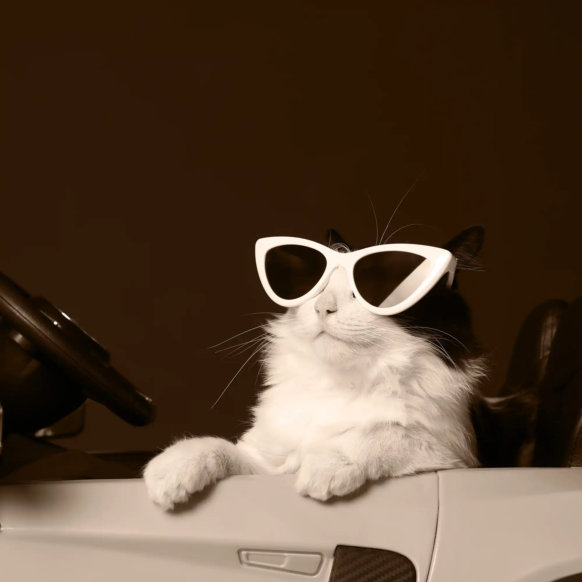 A cat wearing cats eye sunglasses sits in a cat-size convertible.