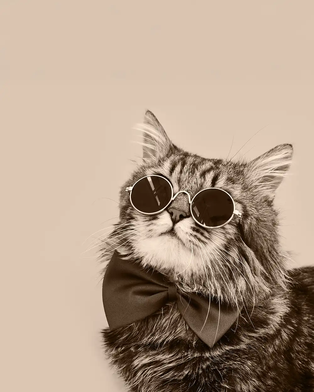 A cat wearing round sunglasses and a bowtie.