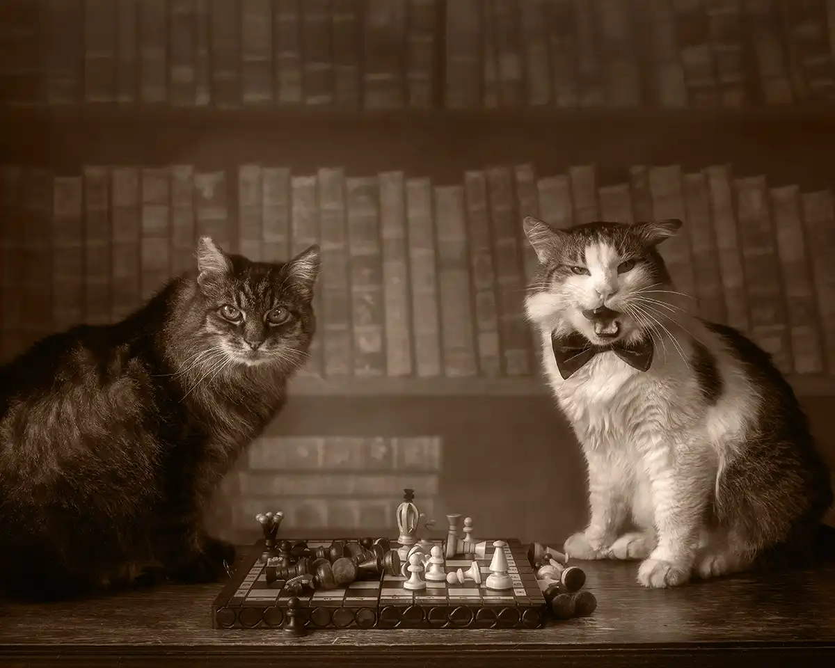 Two cats playing chess, the one on the right has its mouth open and is giving off 'don't mess with me' vibes.