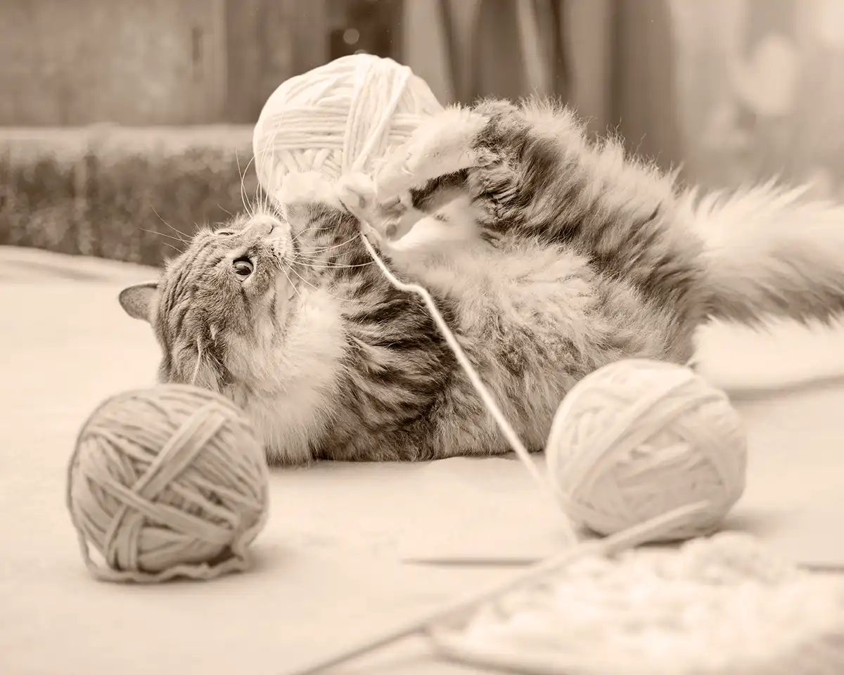 A fluffy cat playing with a ball of yarn.