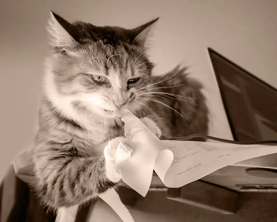A cat angrily attacks a piece of paper. Conveys feelings of stress and frustration.