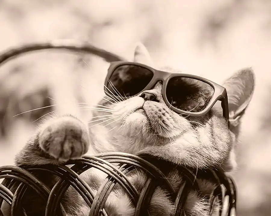 A cat wearing sunglasses lounges in a basket. Conveys a feeling of calm and relaxation.