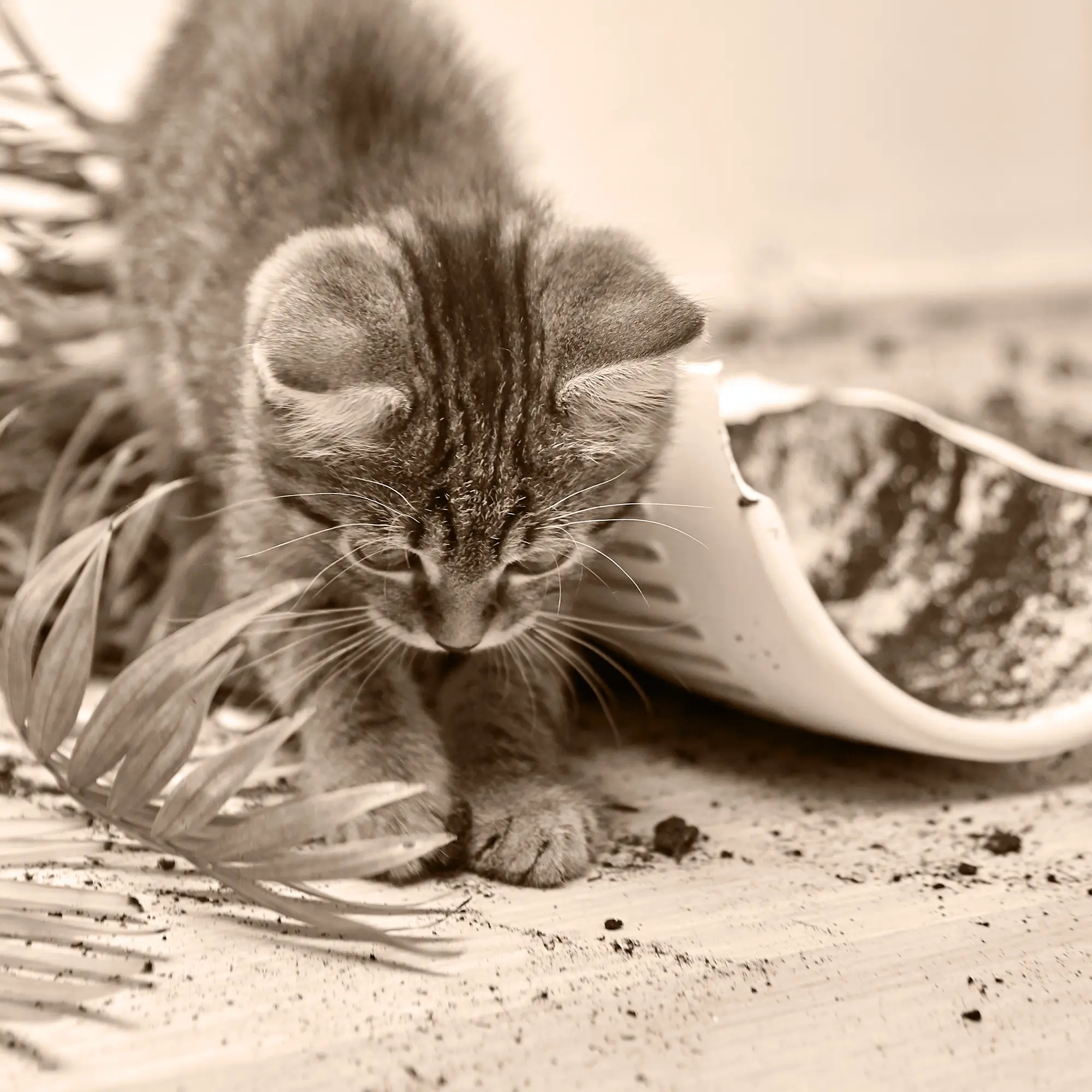 A kitten playing with a broken potted plant.