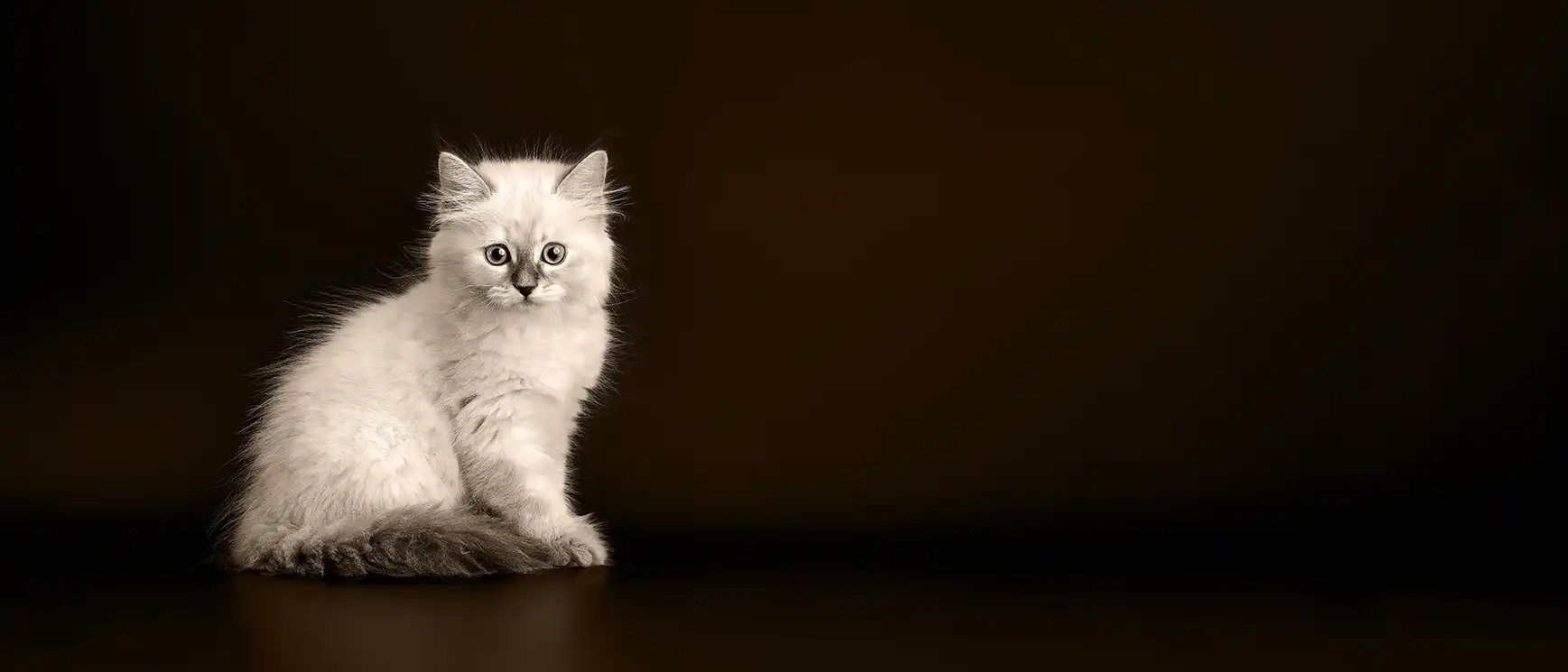 A fluffy Neva Masquerade kitten.