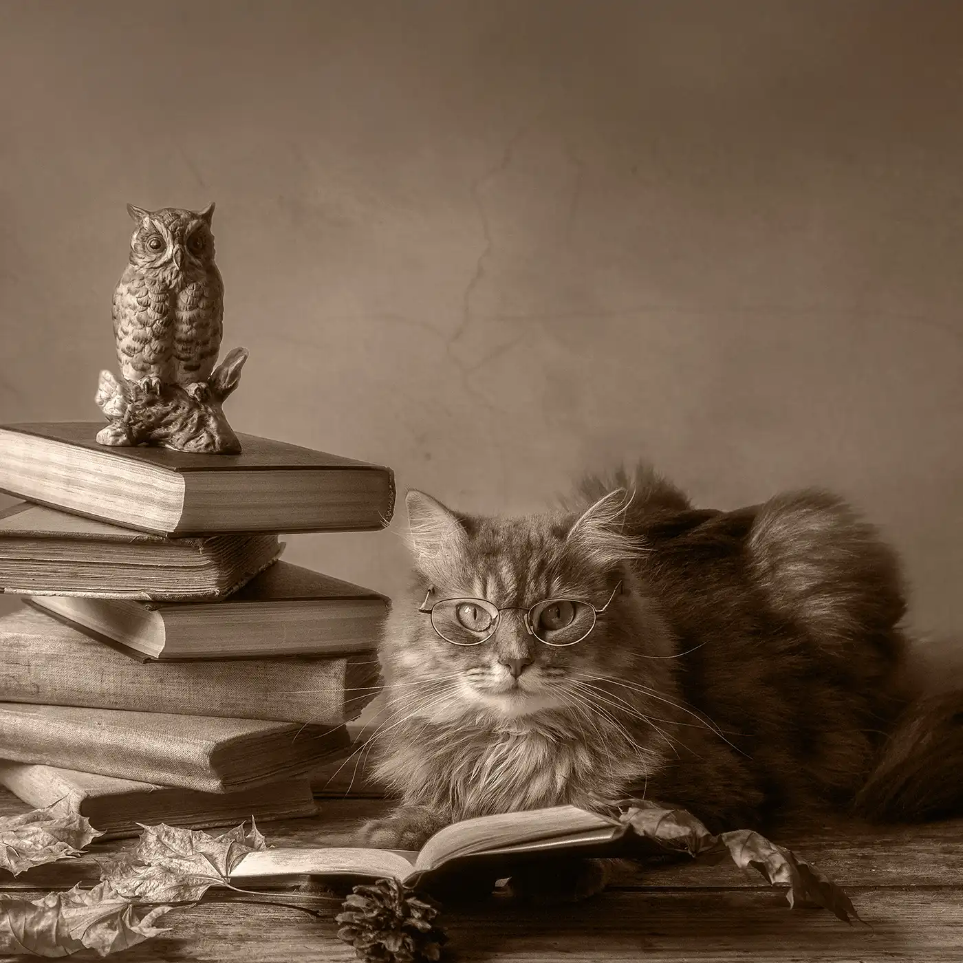 A cat with glasses and an open book.