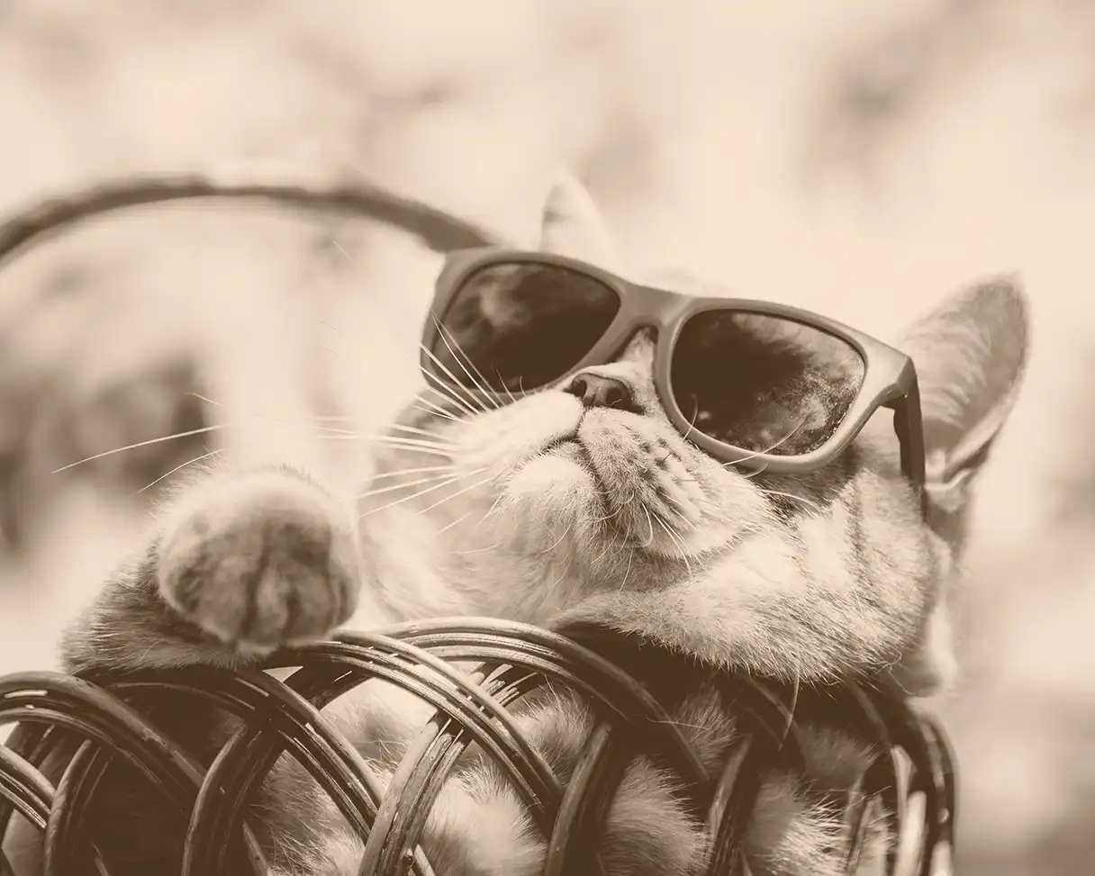 A cat wearing sunglasses lounges in a basket.