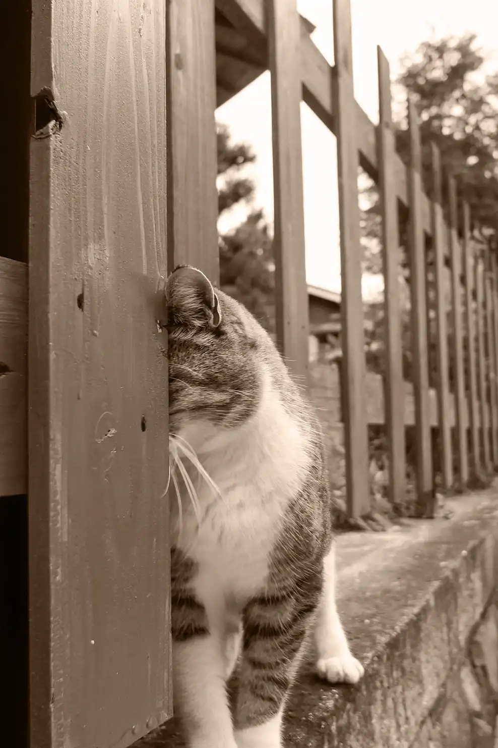 A cat hides its face behind a post.