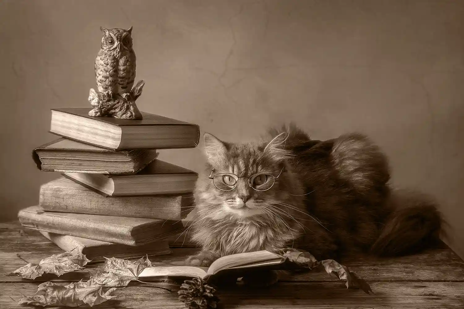 Cat with glasses sitting beside a stack of books and an owl figurine — symbolizing wisdom, clarity, and individuality in web design.