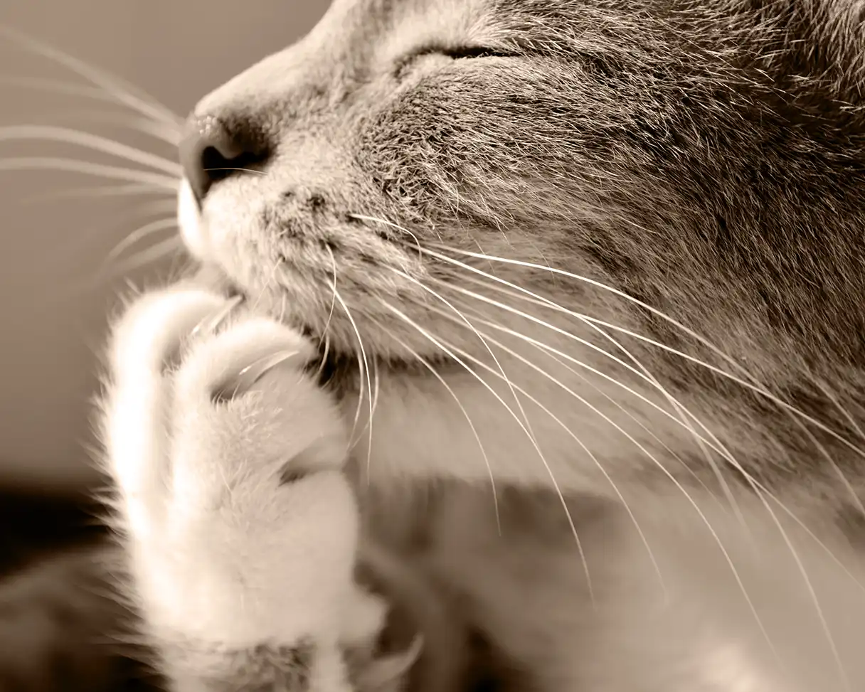 A cat cleaning its paw shows off sharp claws.