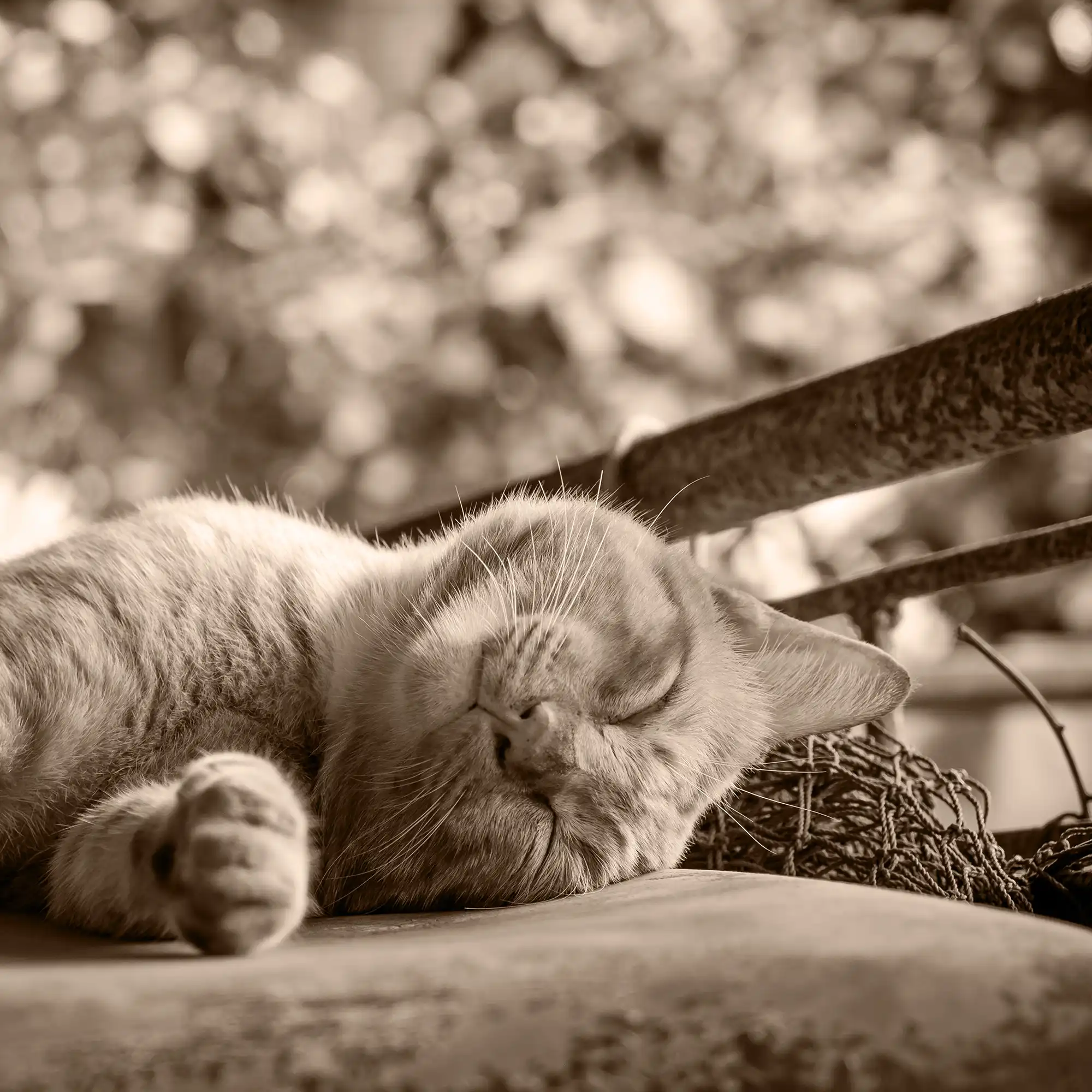 A happy looking sleeping cat.