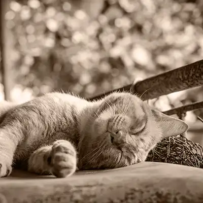 A cat sleeping with a happy expression. Conveys a feeling of satisfaction.
