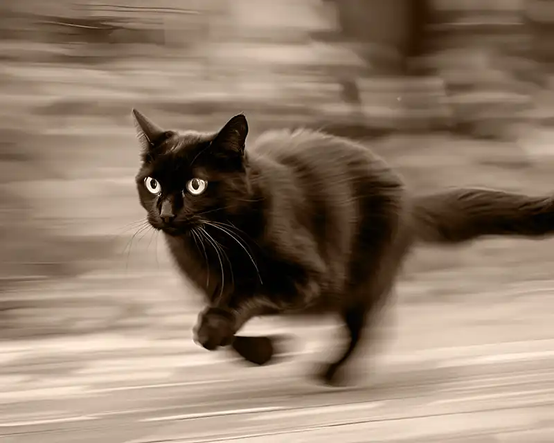 A cat running; its legs and the background are blurry. Conveys a feeling of speed and quickness.