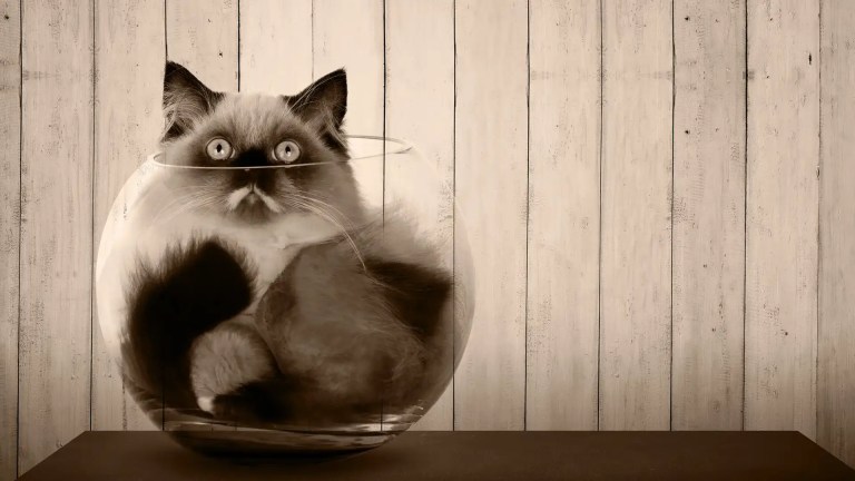 A cat sitting in an empty fish bowl.