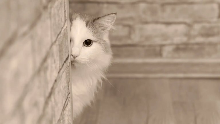 A cat with one eye peaking around a corner.