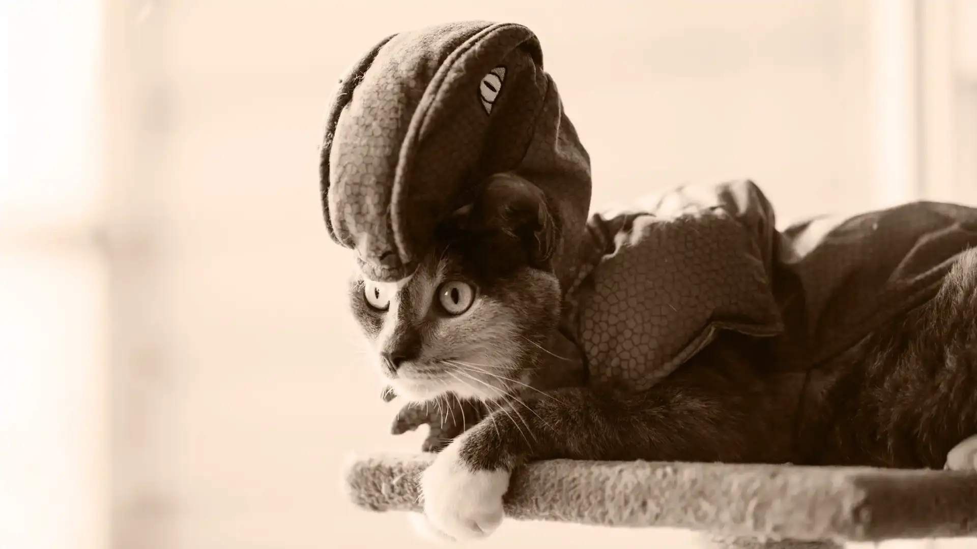 A cat dressed up in a reptilian costume, could be either a dragon or a dinosaur.