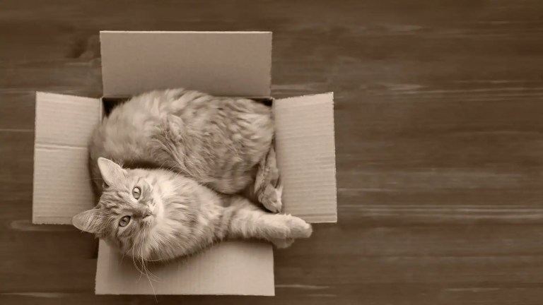 A content cat squeezing into an almost too small box.