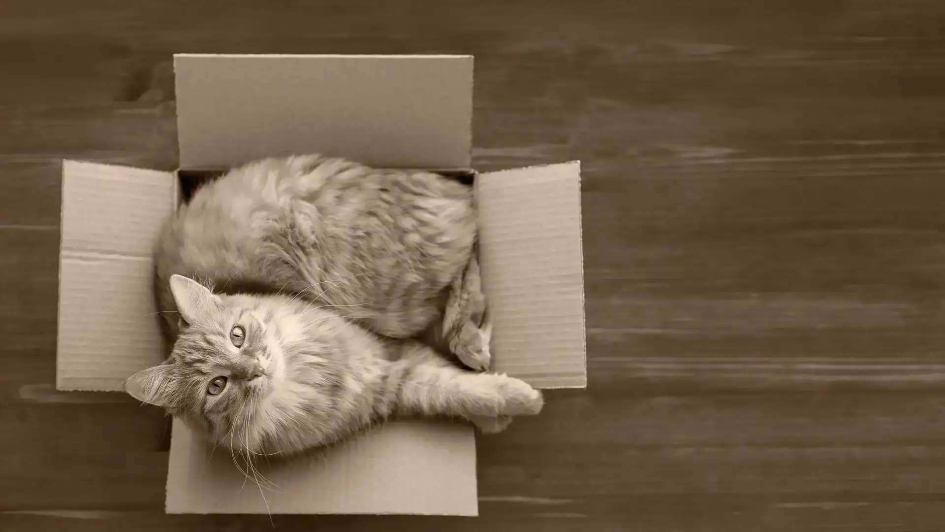 A content cat squeezing into an almost too small box.