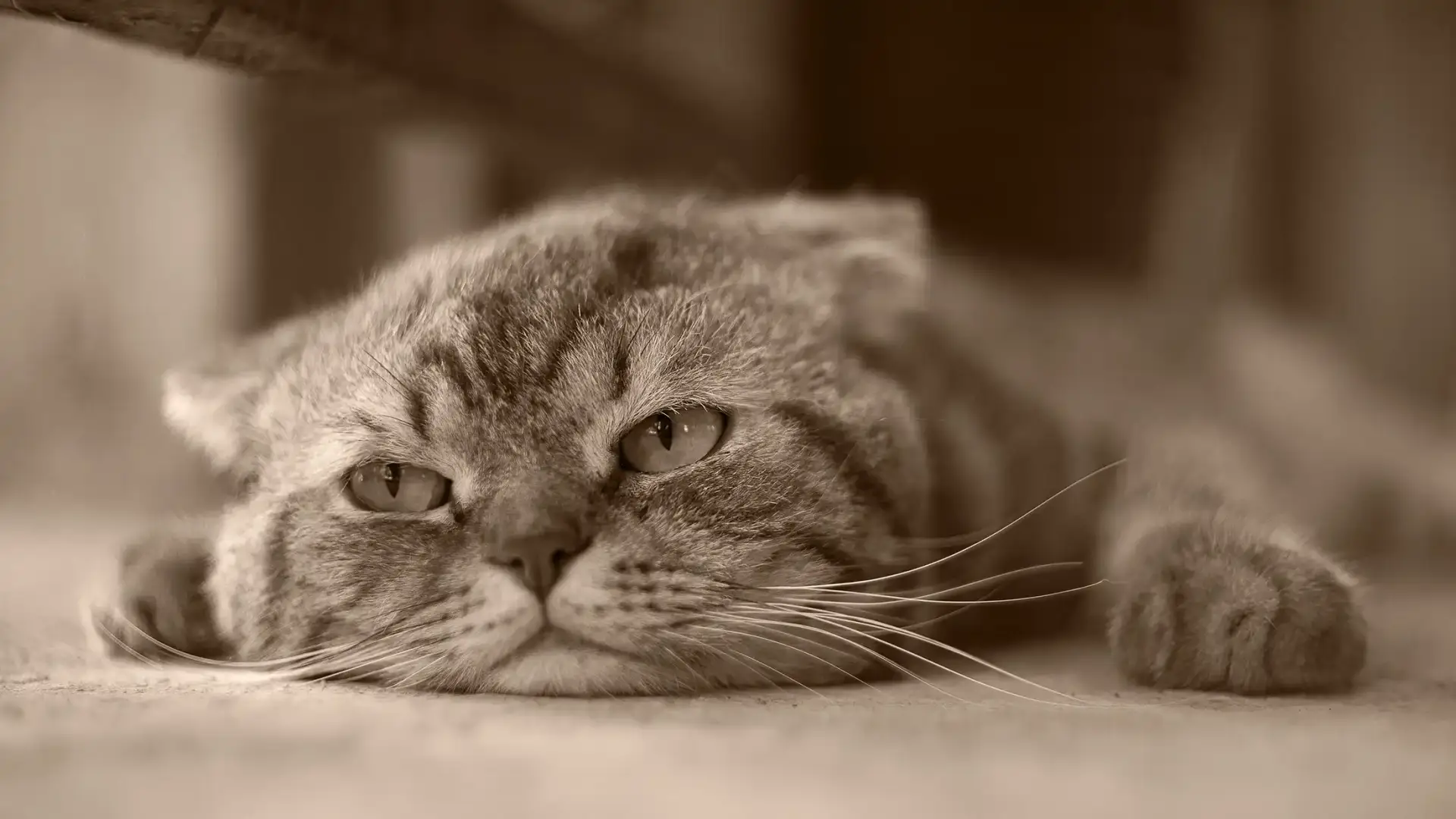 An unamused cat is flat on the floor.