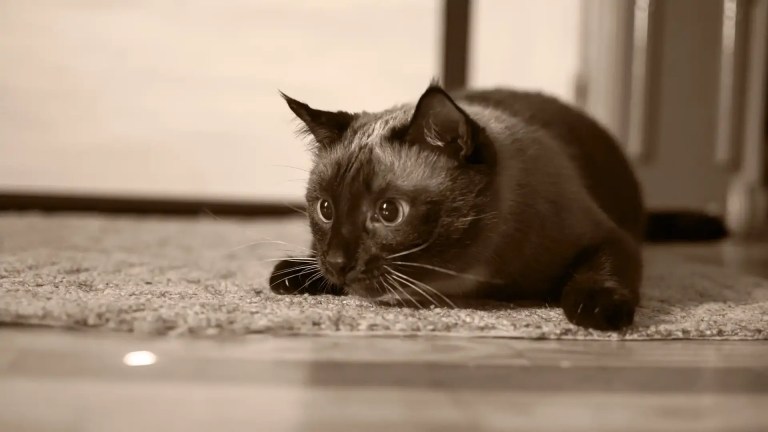 A wide-eyed cat is focused on a laser light.