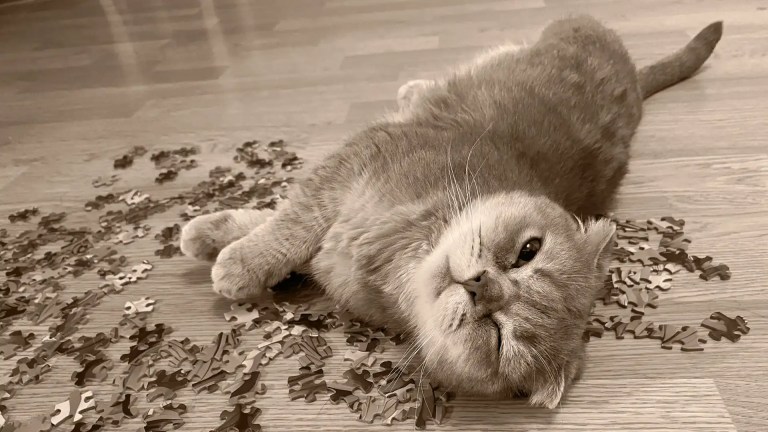 A cat squinting at the camera while lying on a pile of puzzle pieces.